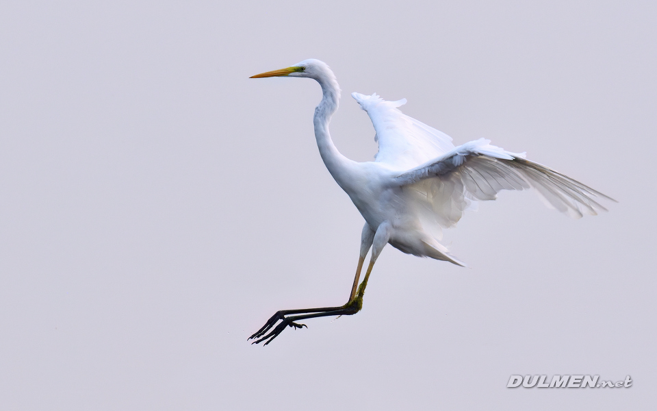 02 Great White Egret (Ardea alba)